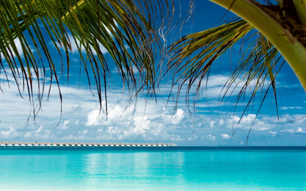 Пляж пальмы