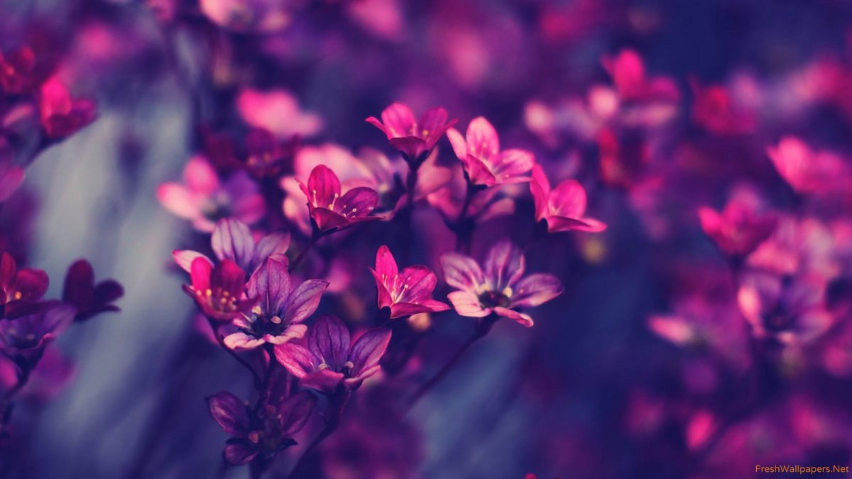 Обложка для фейсбука цветы