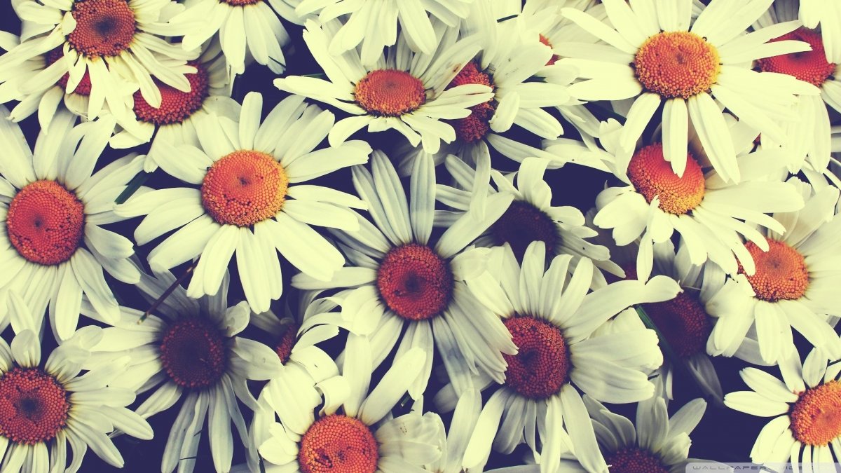 Фон для твиттера