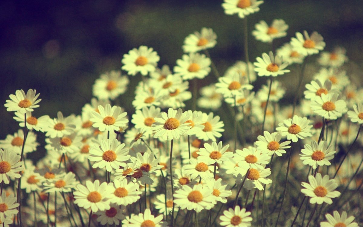 Цветы на белом столе вид сверху