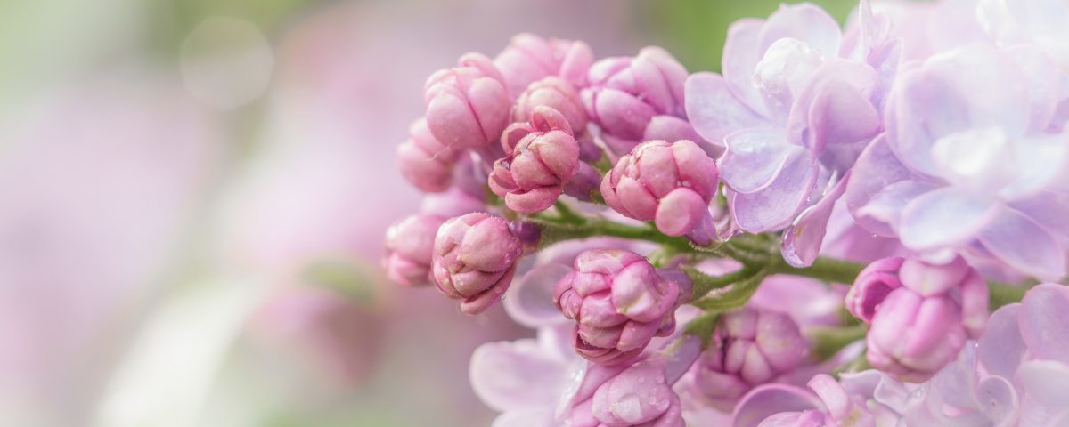 Обложка для сообщества цветы