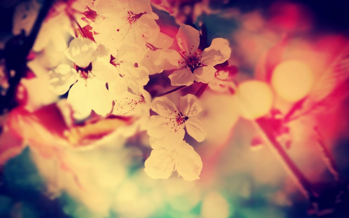 Розы пастельных тонов