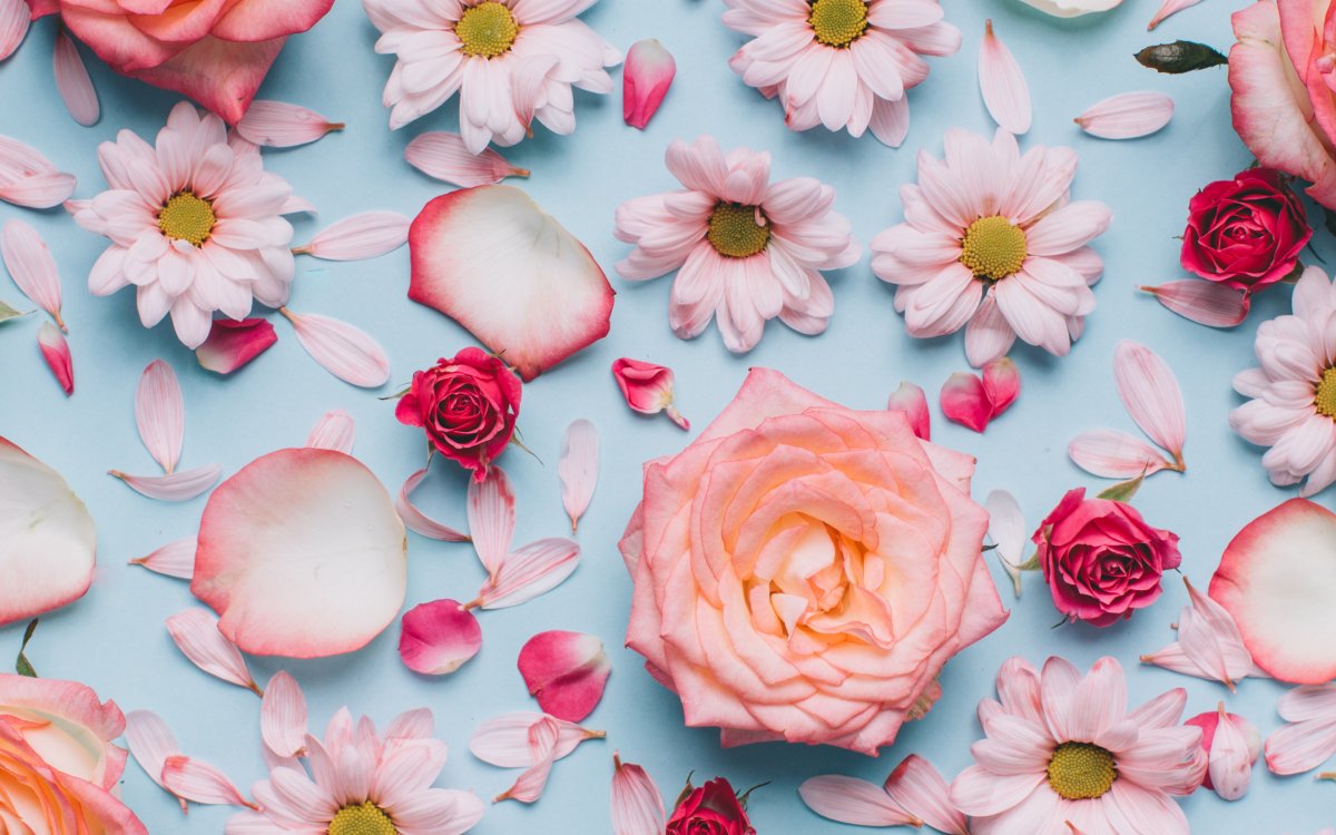 Ромашка обои черно белые