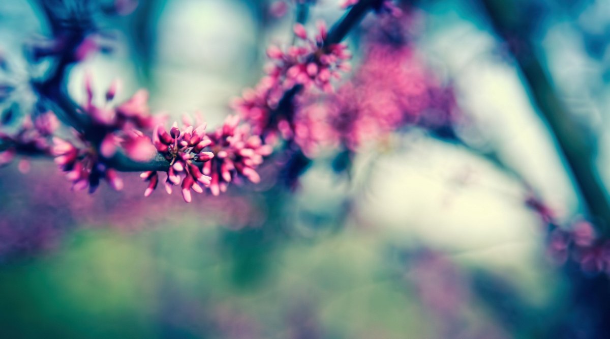 Фон цветы нежные