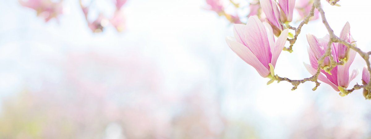 Цветочки на фон для макета