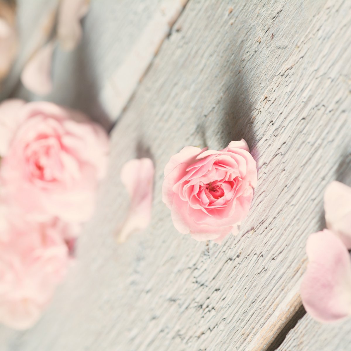 Фотофон в пастельных тонах