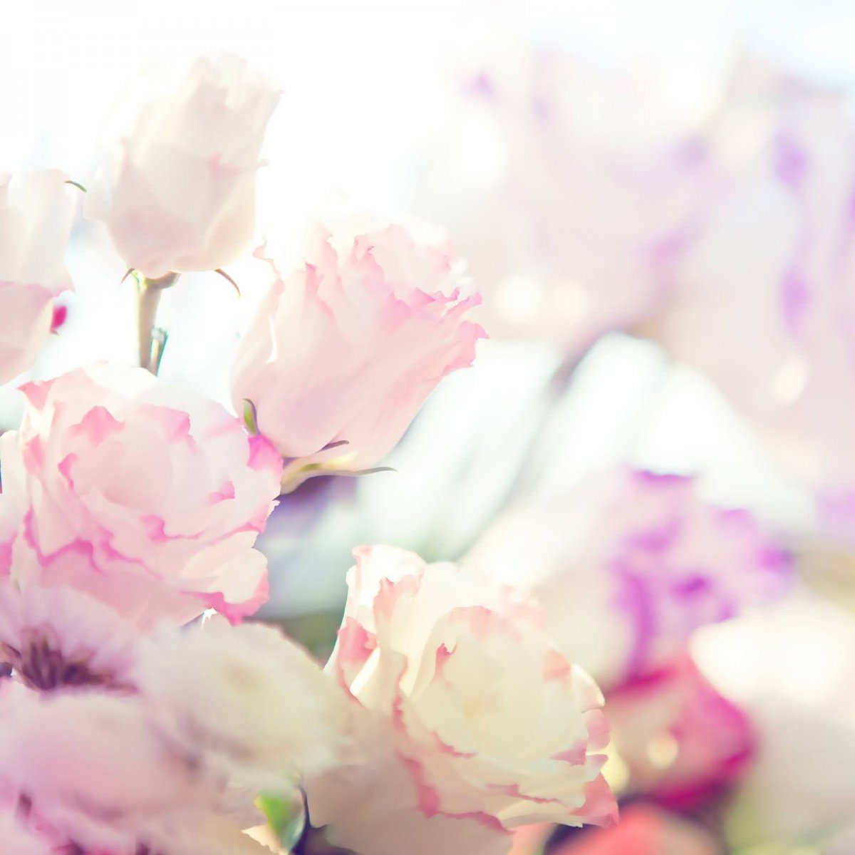 Пастельные цветы