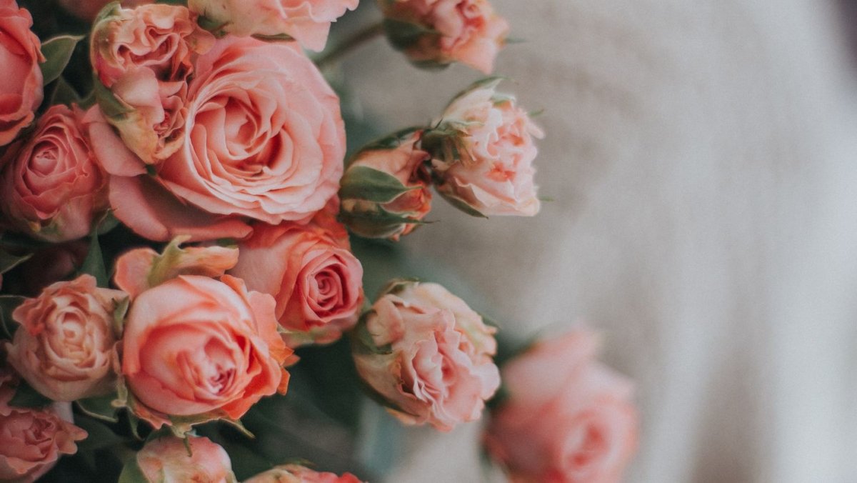 Фон розы нежные