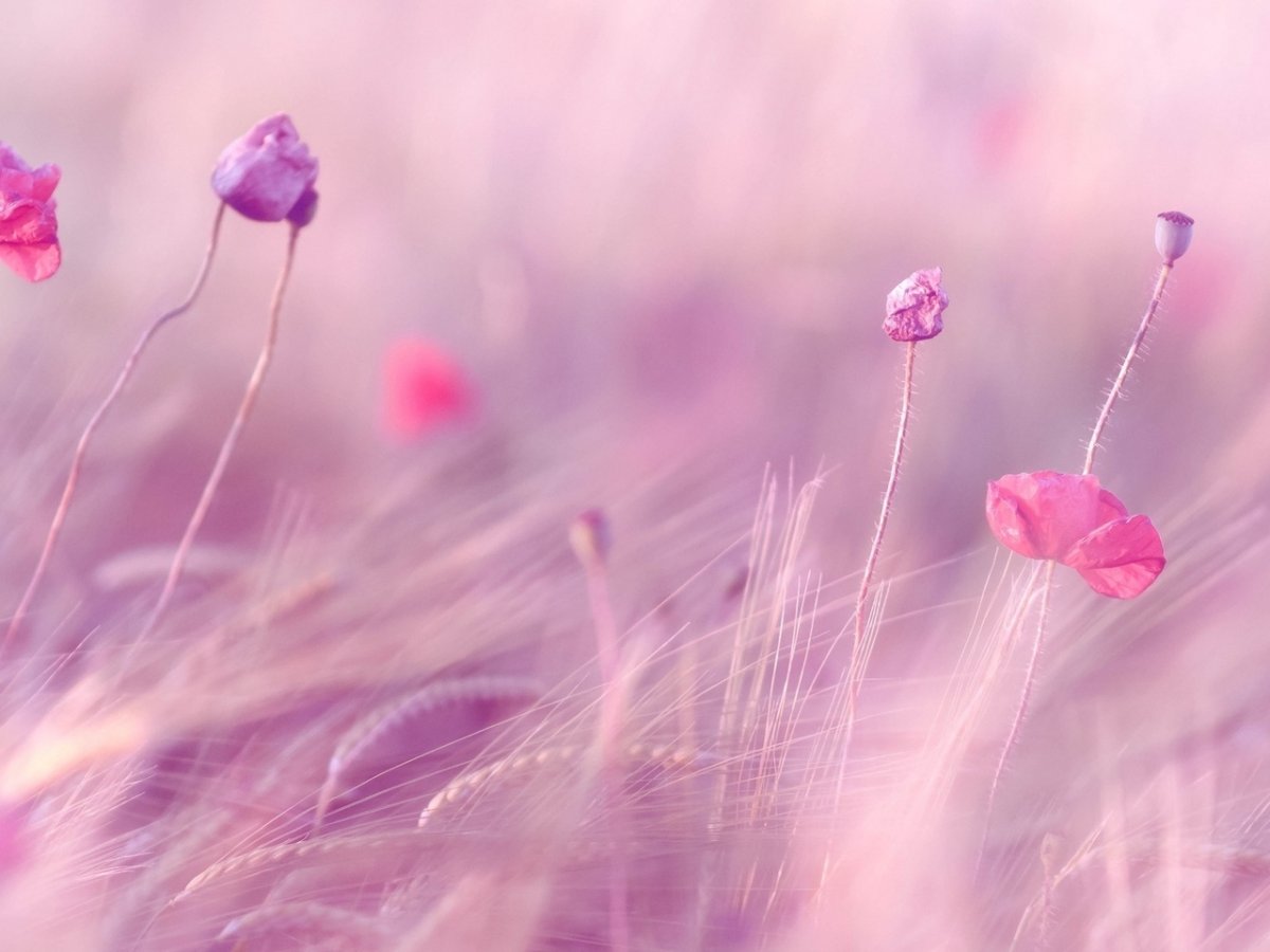 Нежность природа