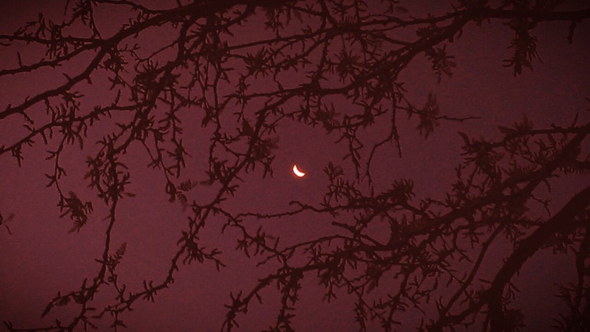 Листья Эстетика