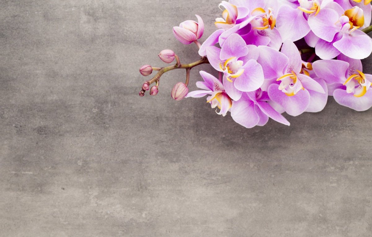 Пастельный фиолетовый