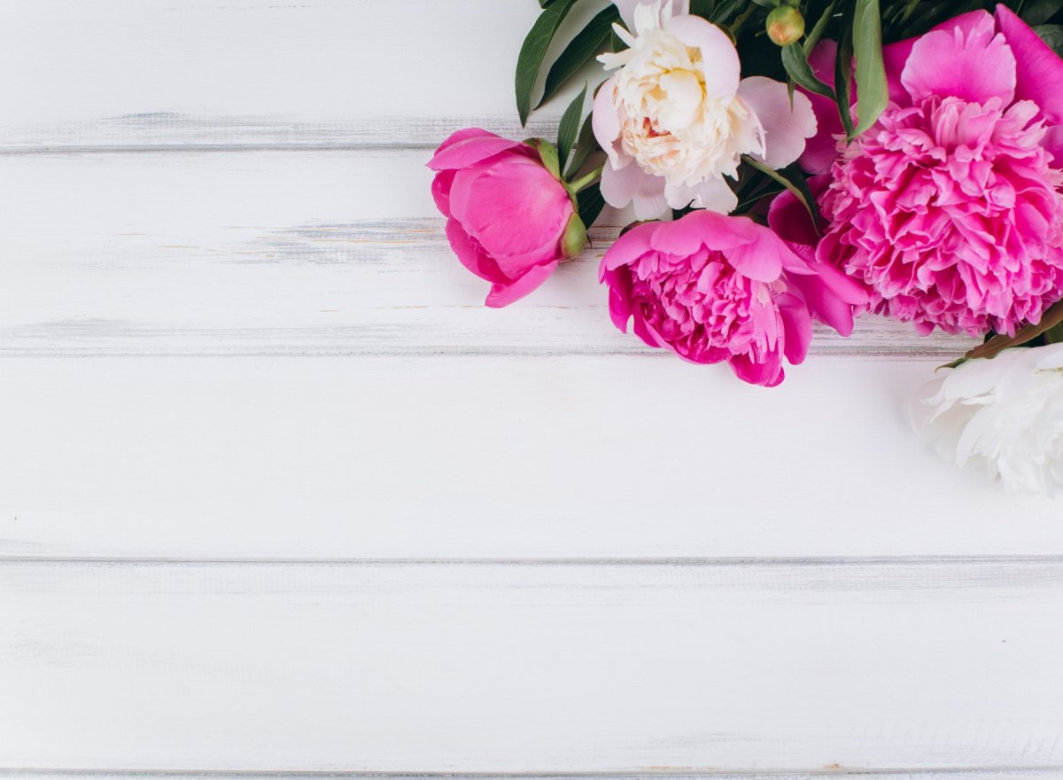 Розовые пионы