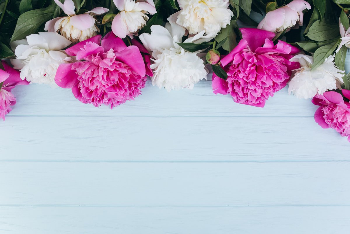 Фотофон нежно розовый