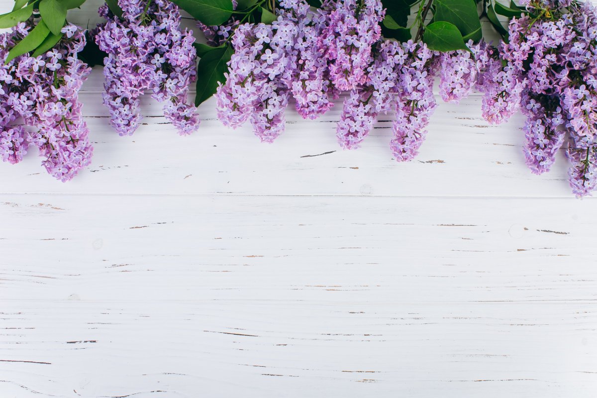 Фотофон для цветов