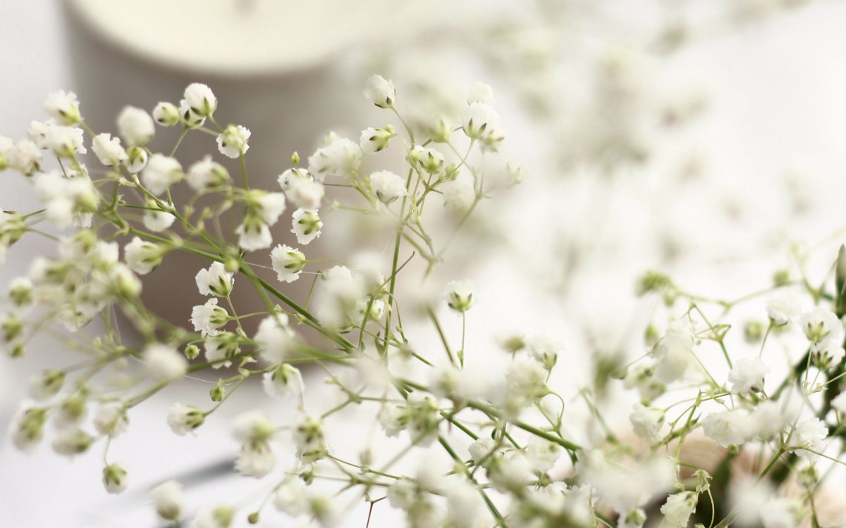 Маленькие цветы на белом фоне