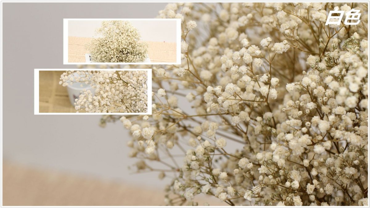 Гипсофила белая