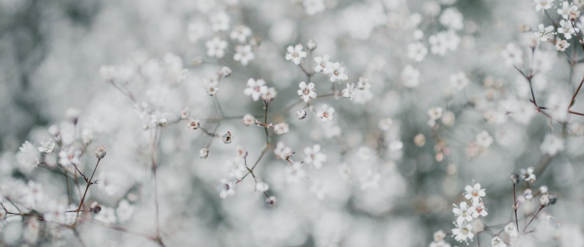 Гипсофила арециевидная