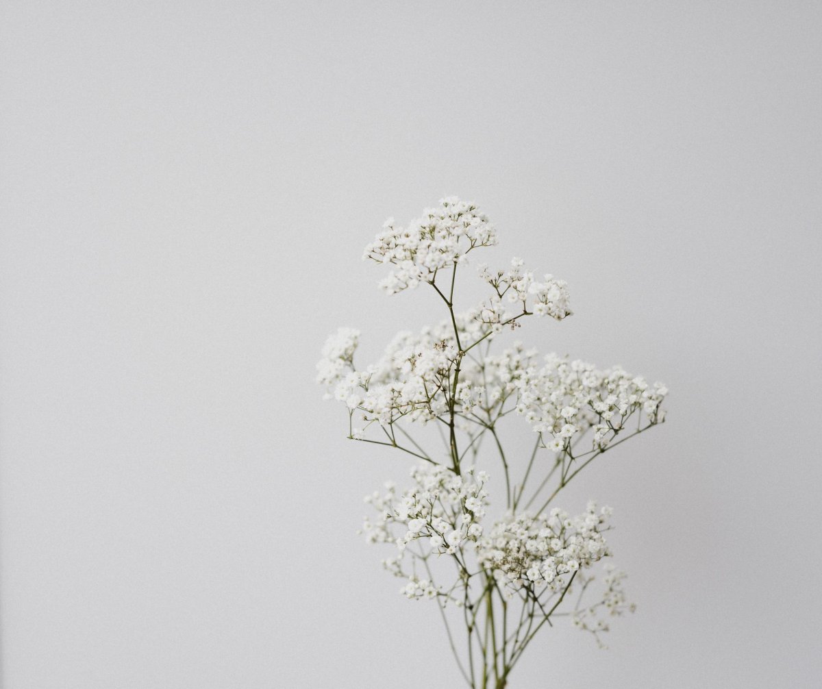 Гипсофила обои