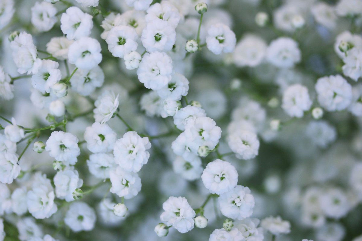 Гипсофила Офелия