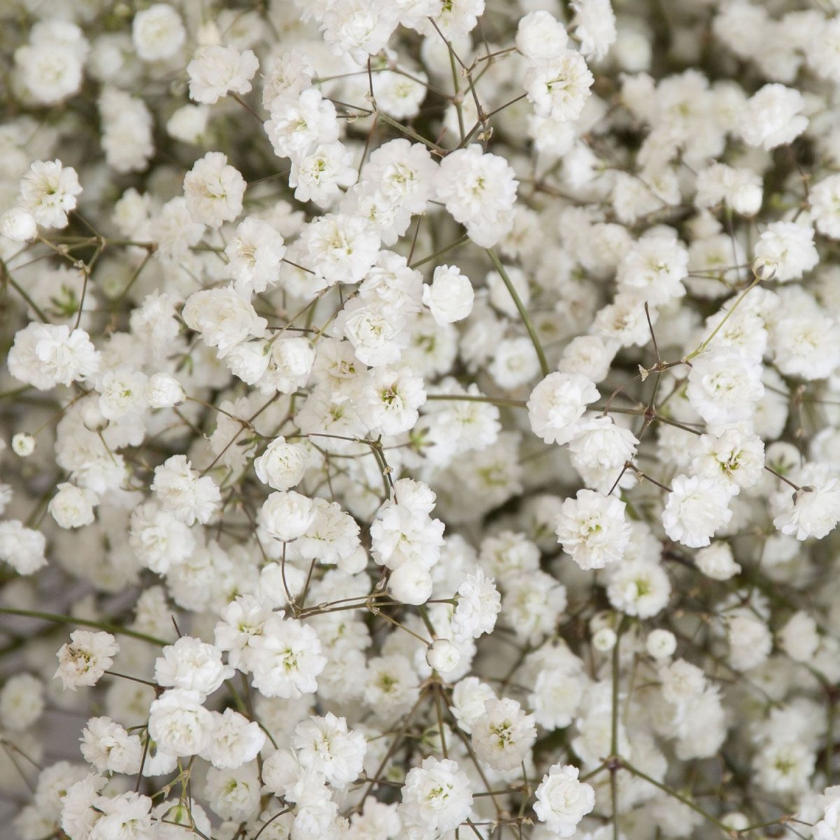 Нежно розовый фон гипсофила