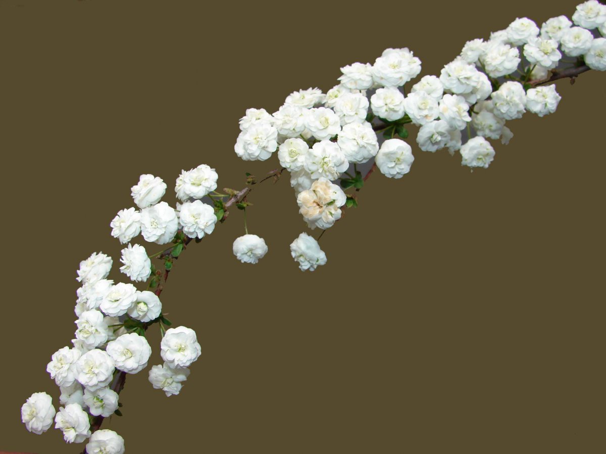 Гипсофила Долина Экстра