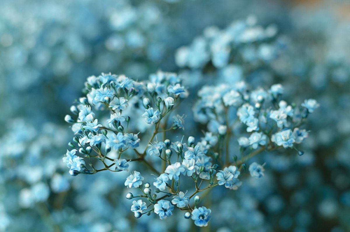 Гипсофила Мирабелла