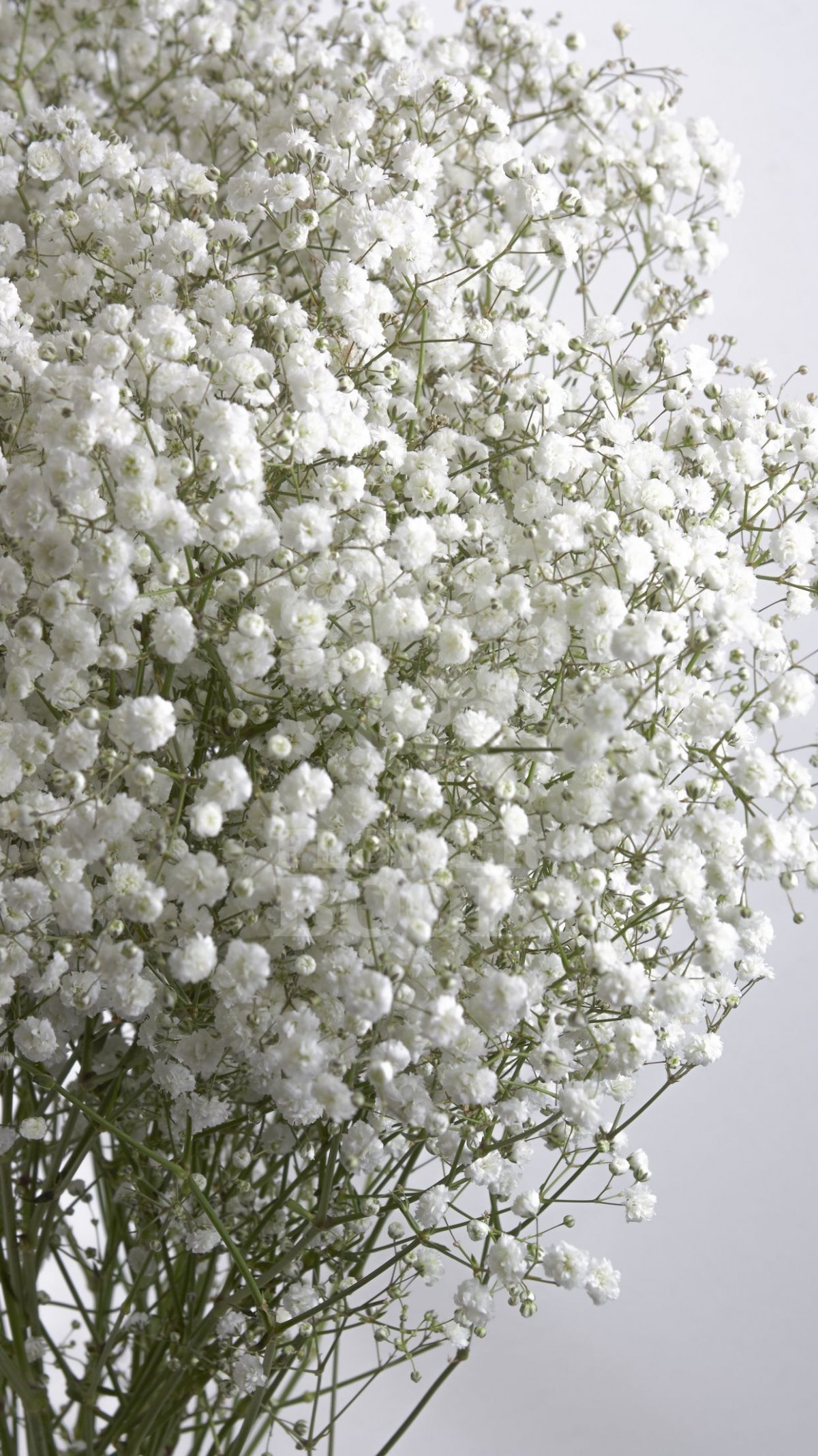 Зелень Минимализм