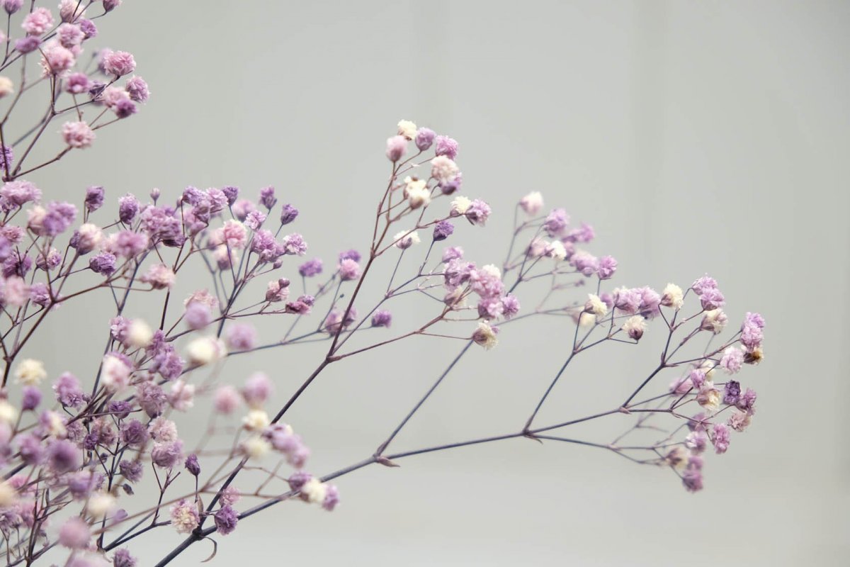 Гипсофила метельчатая сухоцвет