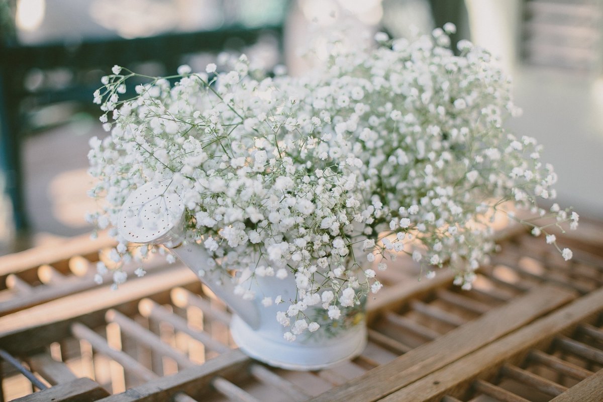 Гипсофила Экселенс Европа