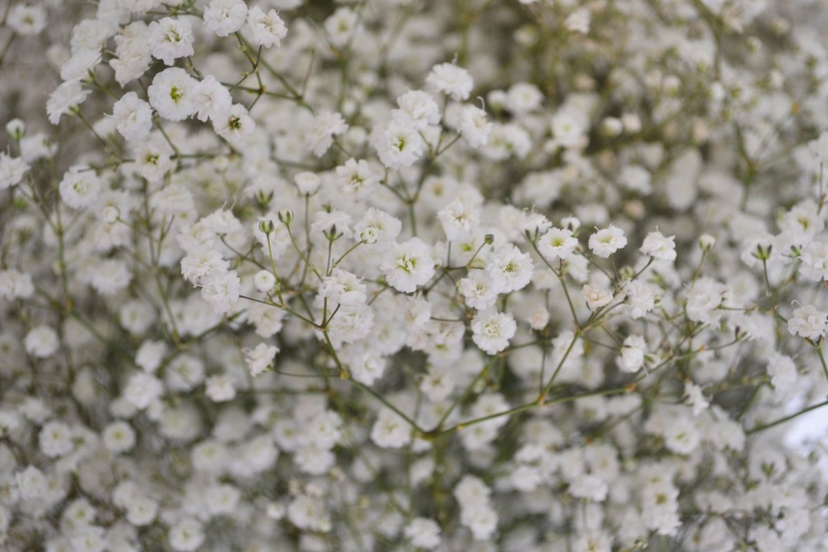 Гипсофила Xlence