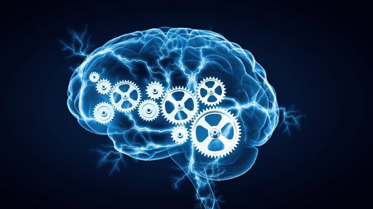 Человеческий мозг Леонардо Давинчи