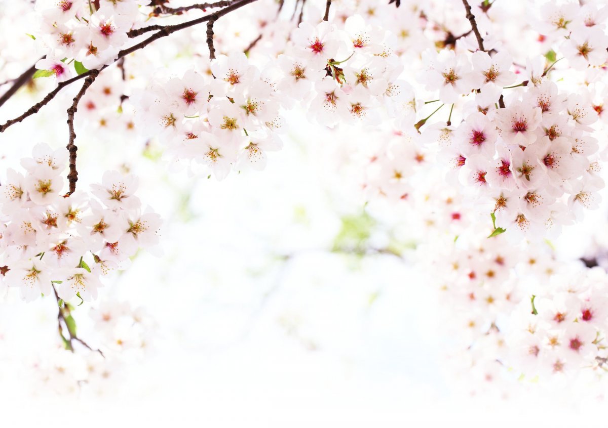 Весенний фон для презентации