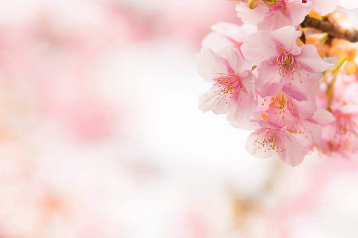 Красивый фон для рисунка