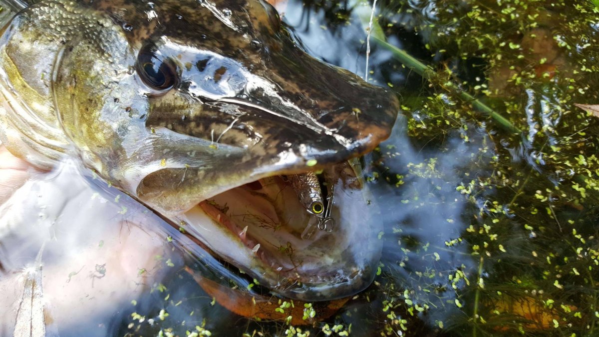 Рыбы в Озерах