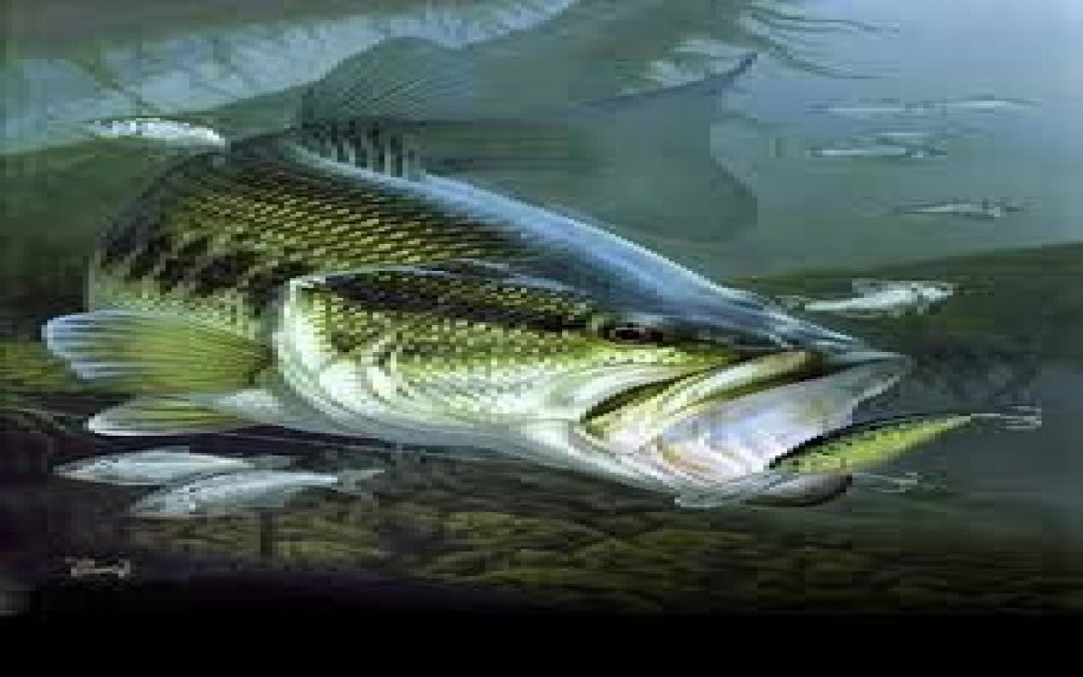 Обои рыбалка