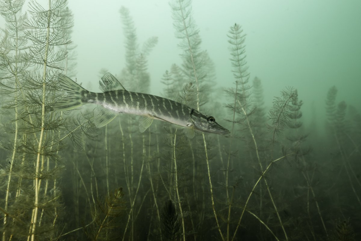 Щука красивая