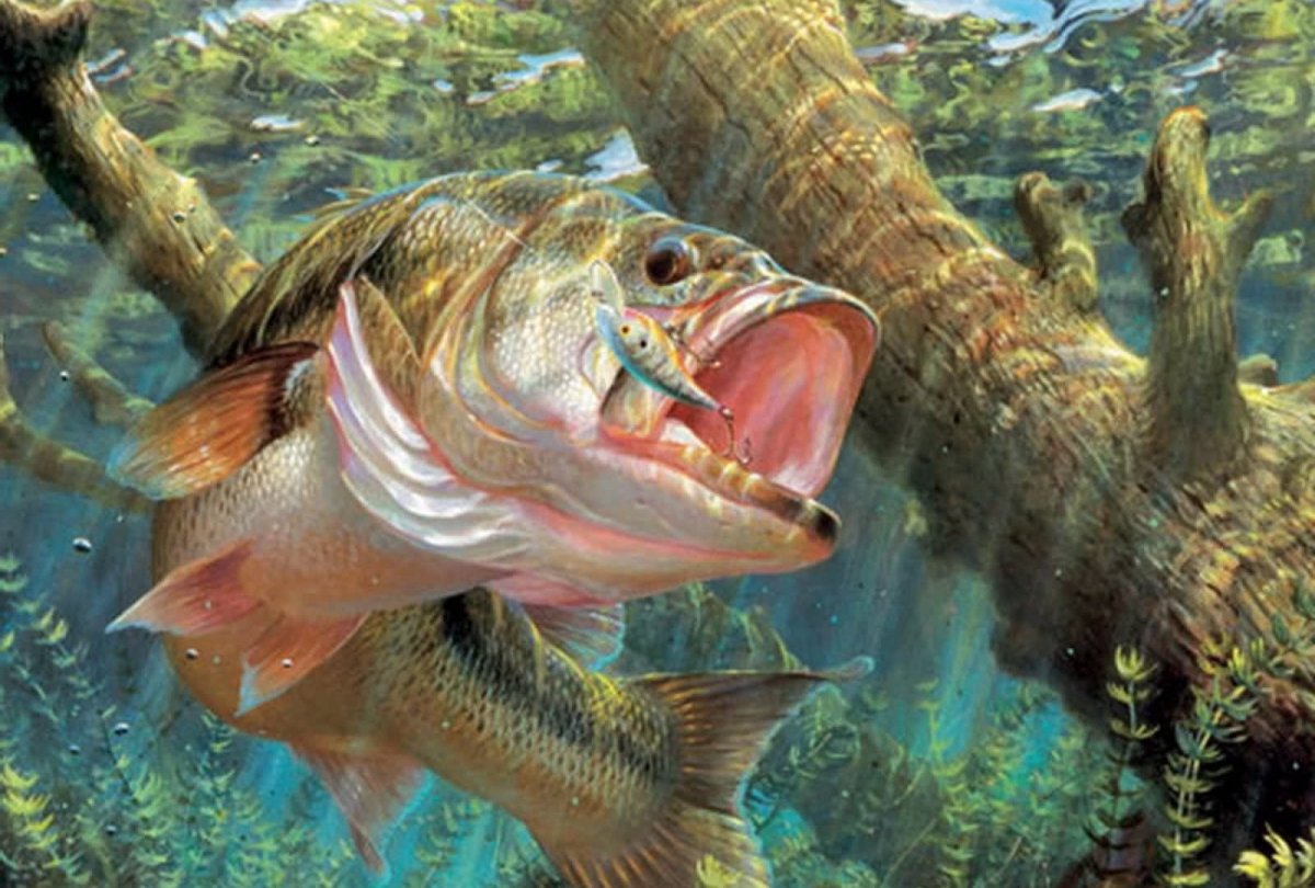 Рыбалка на щуку