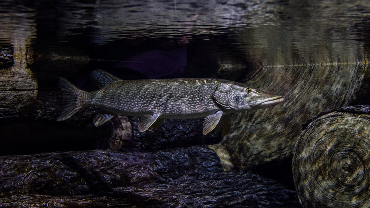 Жемчужная щука