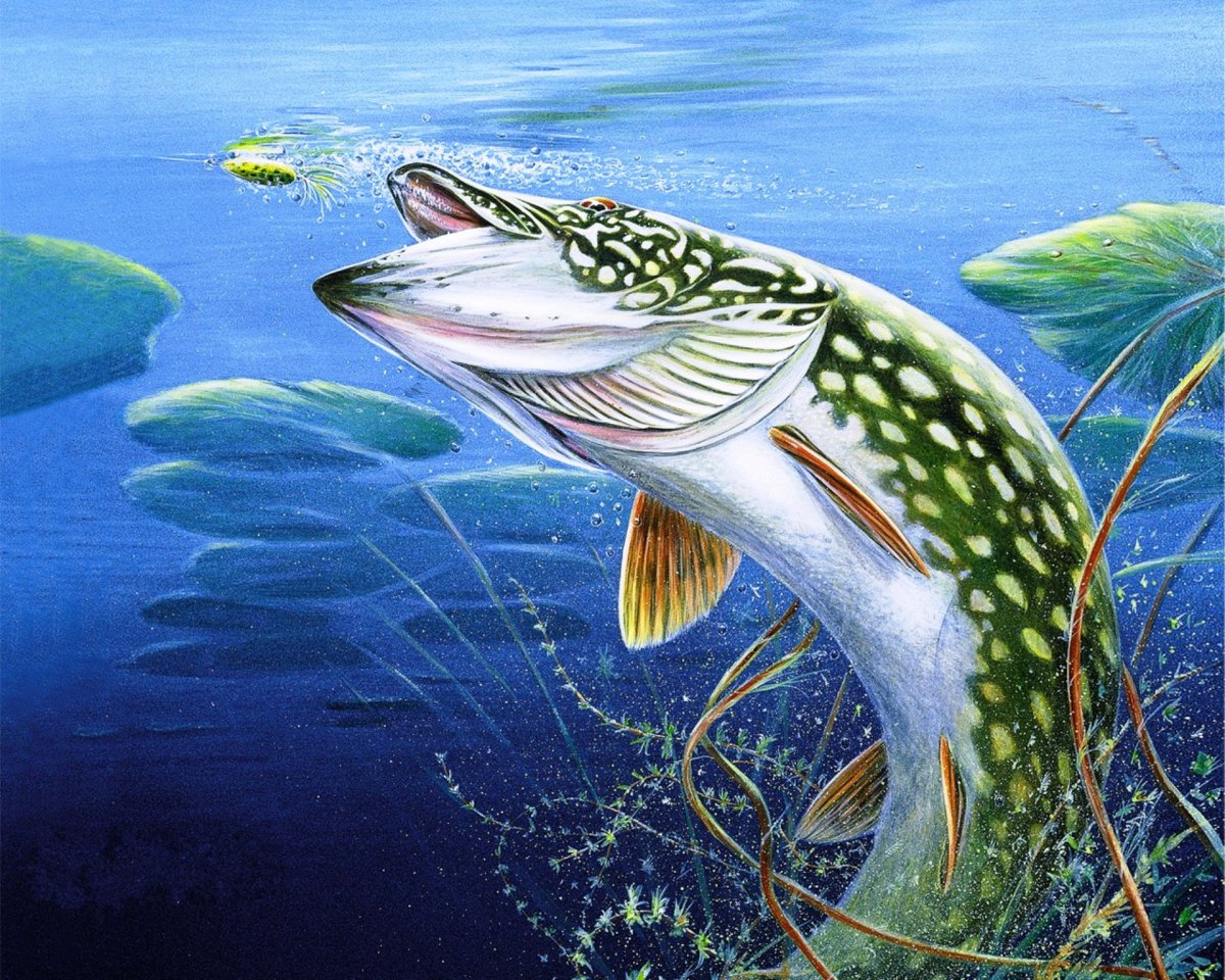 Щука на спиннинг