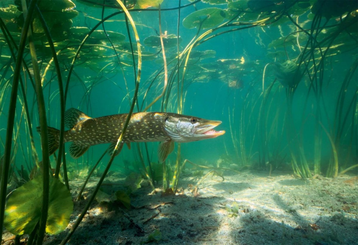 Русская рыбалка стрим