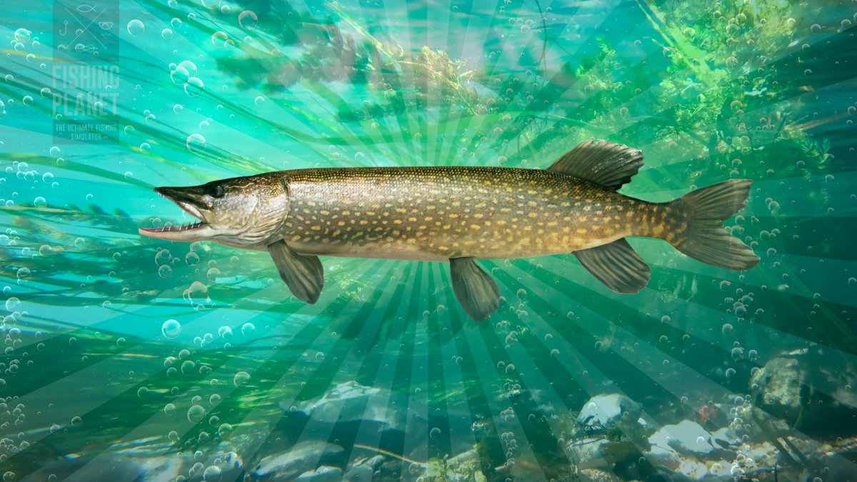 Щука с открытой пастью рисунок