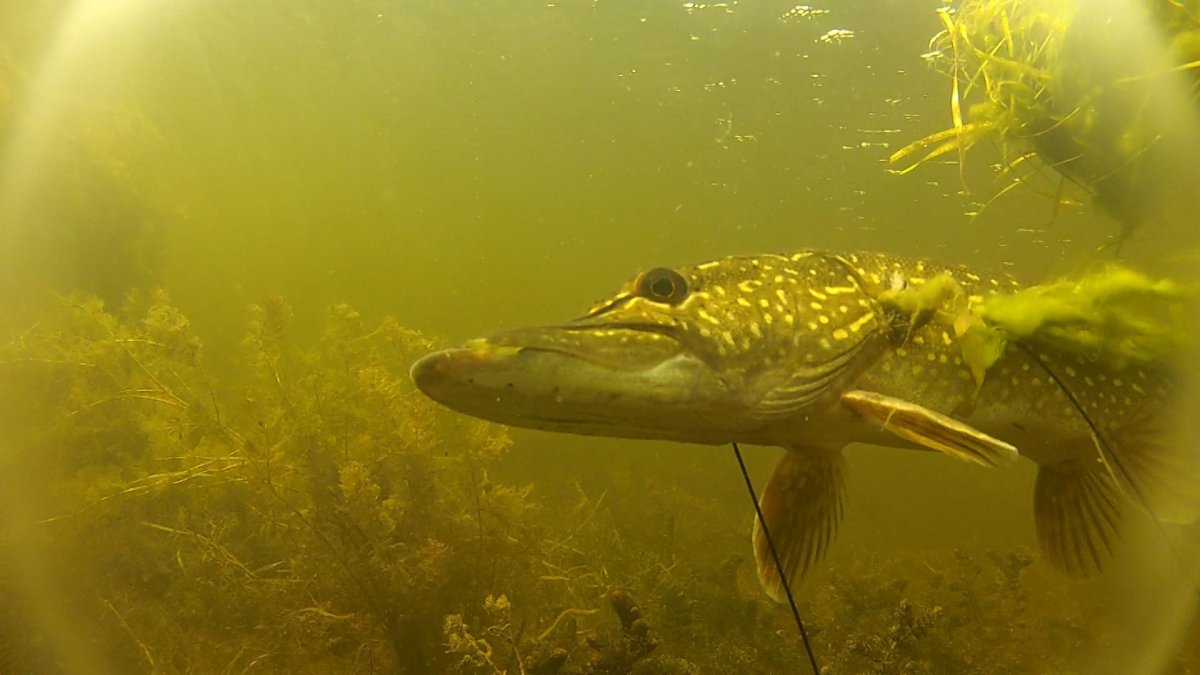 Марк Сузино и его рыбий мир