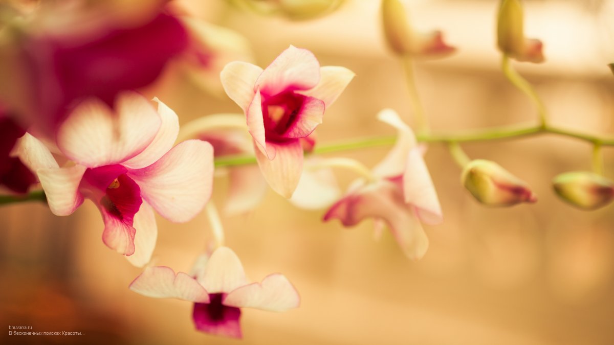 Орхидеи на бежевом фоне