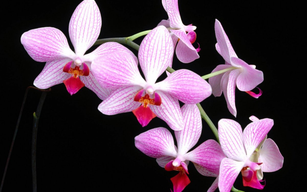 Орхидея вилд Пинк