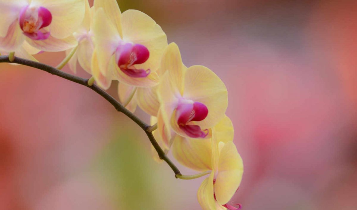 Ветка орхидеи фото