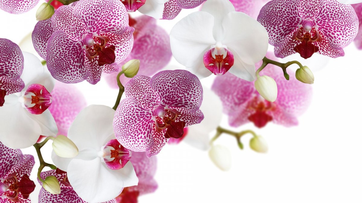 Обои орхидеи