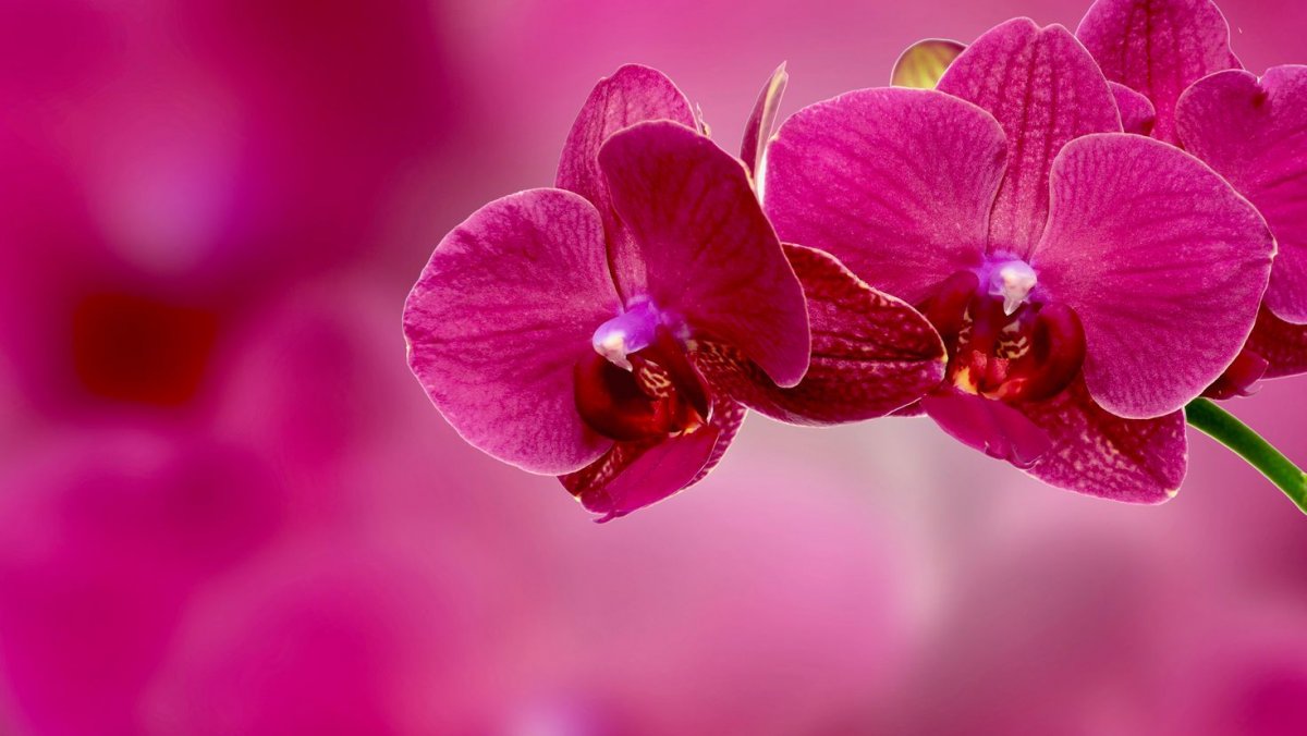 Фаленопсис Казанова