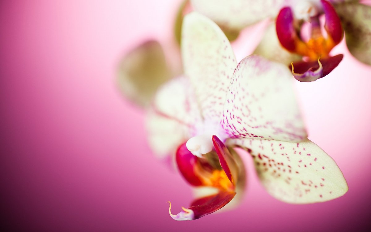 Фаленопсис черри блоссом