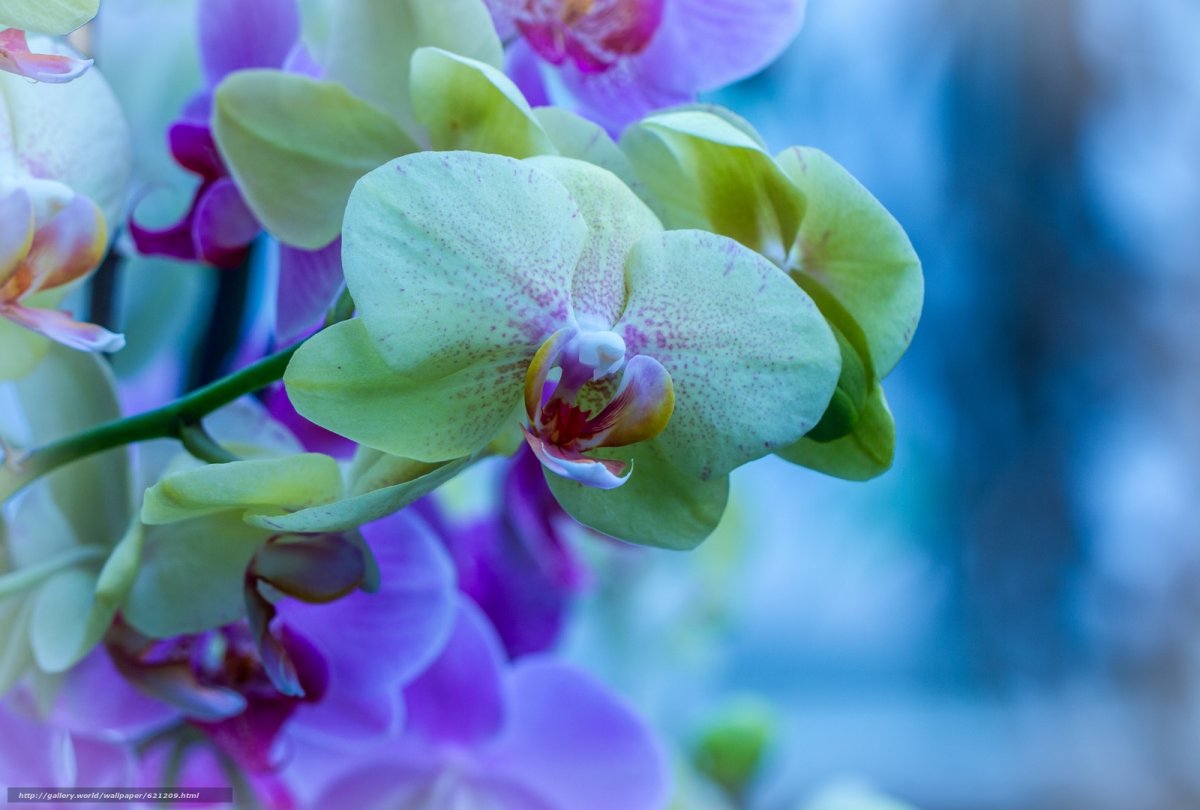 Розовый фаленопсис макро