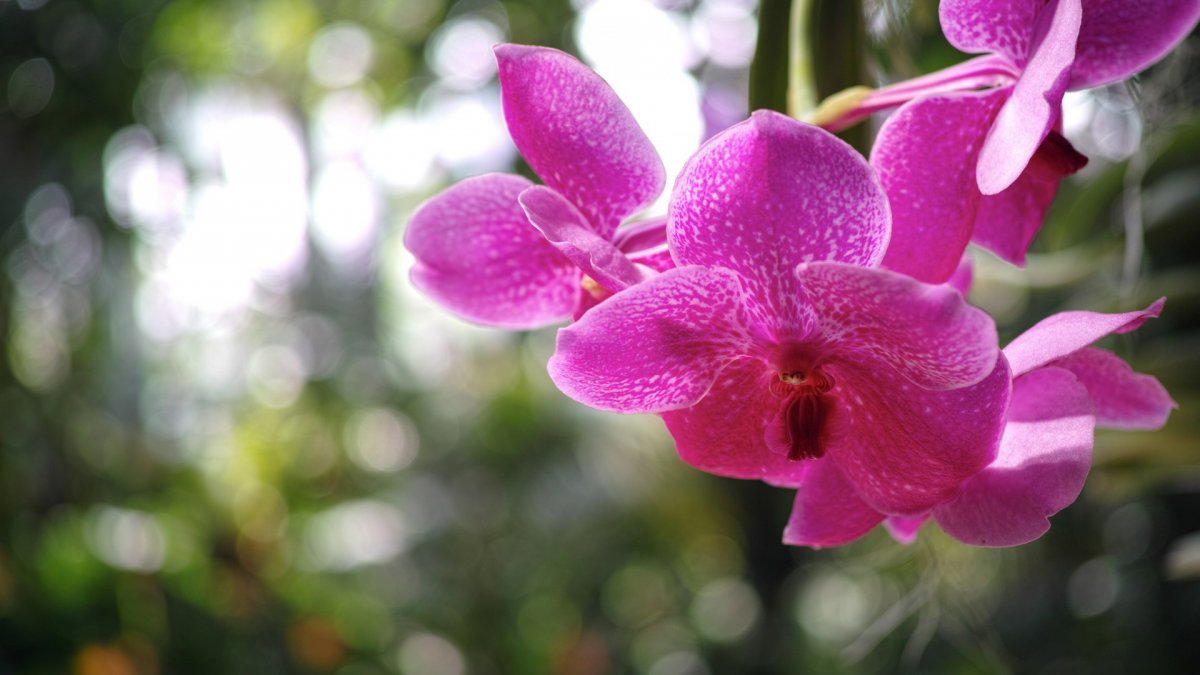 Орхидея фото